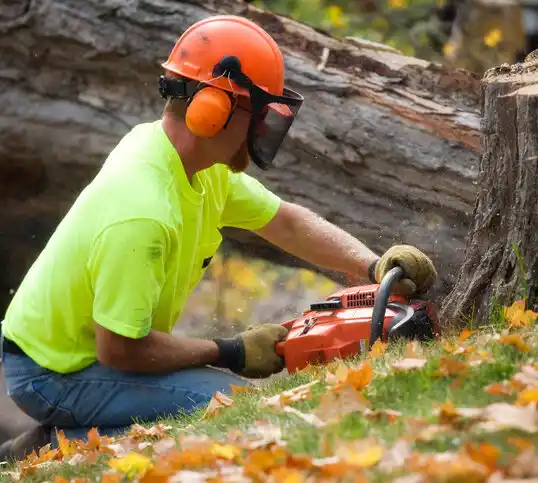 tree services Alden